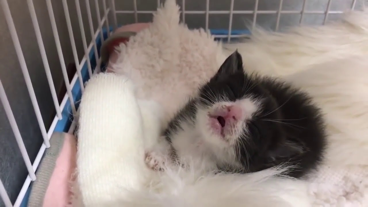 口が開いたまま寝る子猫に癒される　　The kitten sleeps with one's mouth open