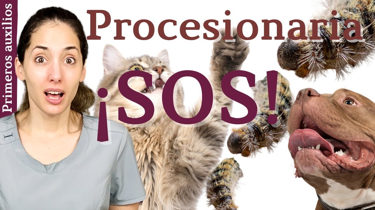 Síntomas de la oruga procesionaria en perros y gatos | Cómo debes actuar
