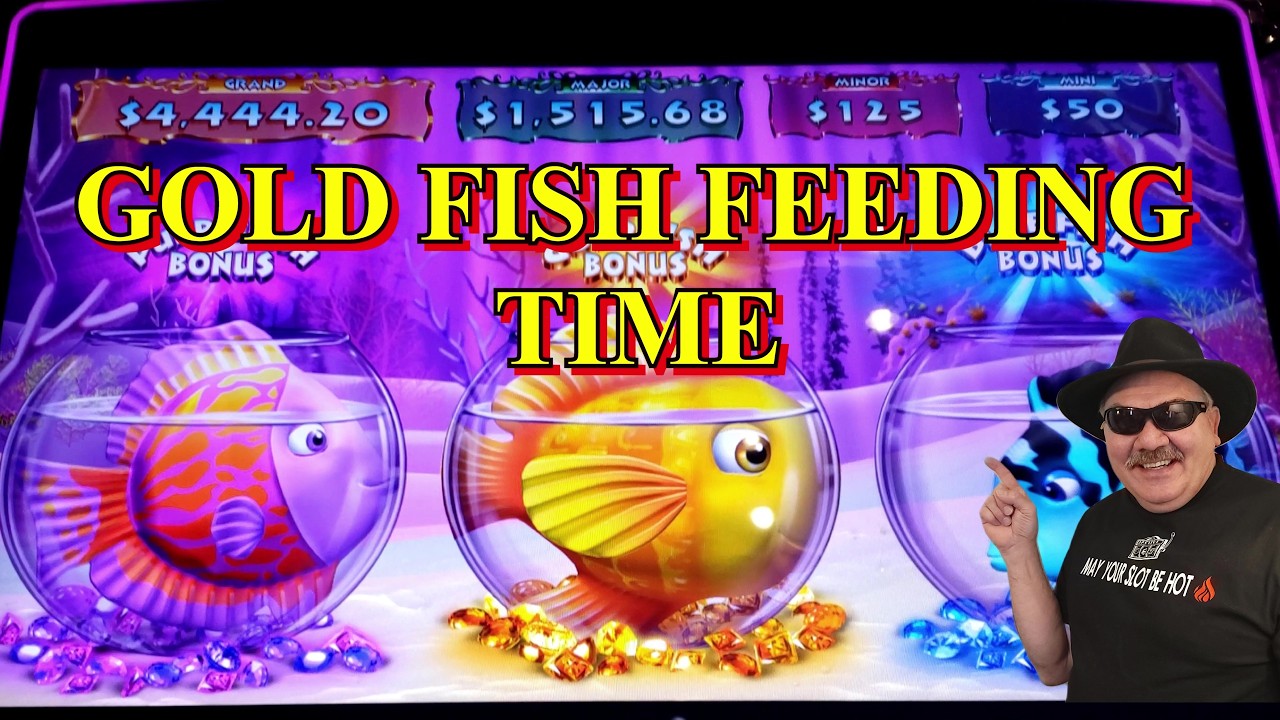 GOLD FISH FEEDING TIME