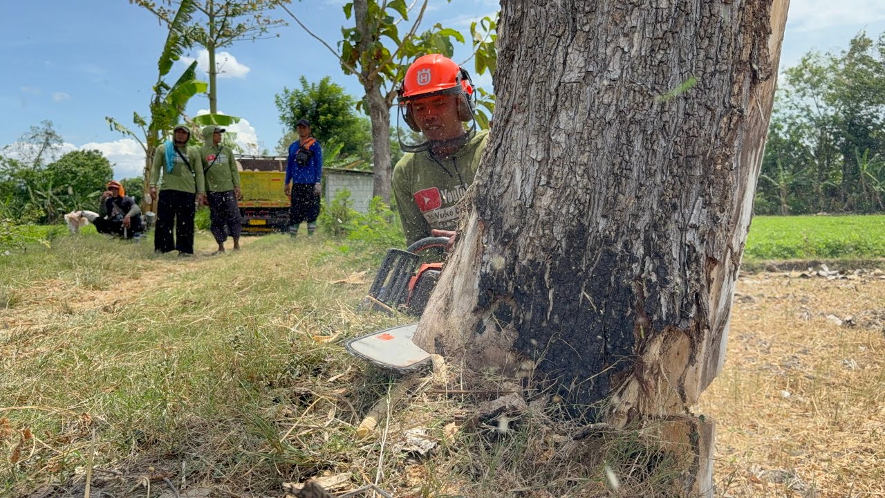 Cut down a hollow tree || Cut into firewood‼️