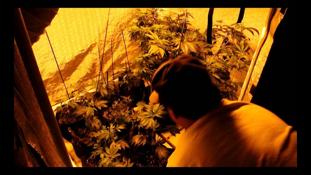 Reserva Privada Skywalker OG, OG Raskal WMK 1000watt Week 1 of Flower