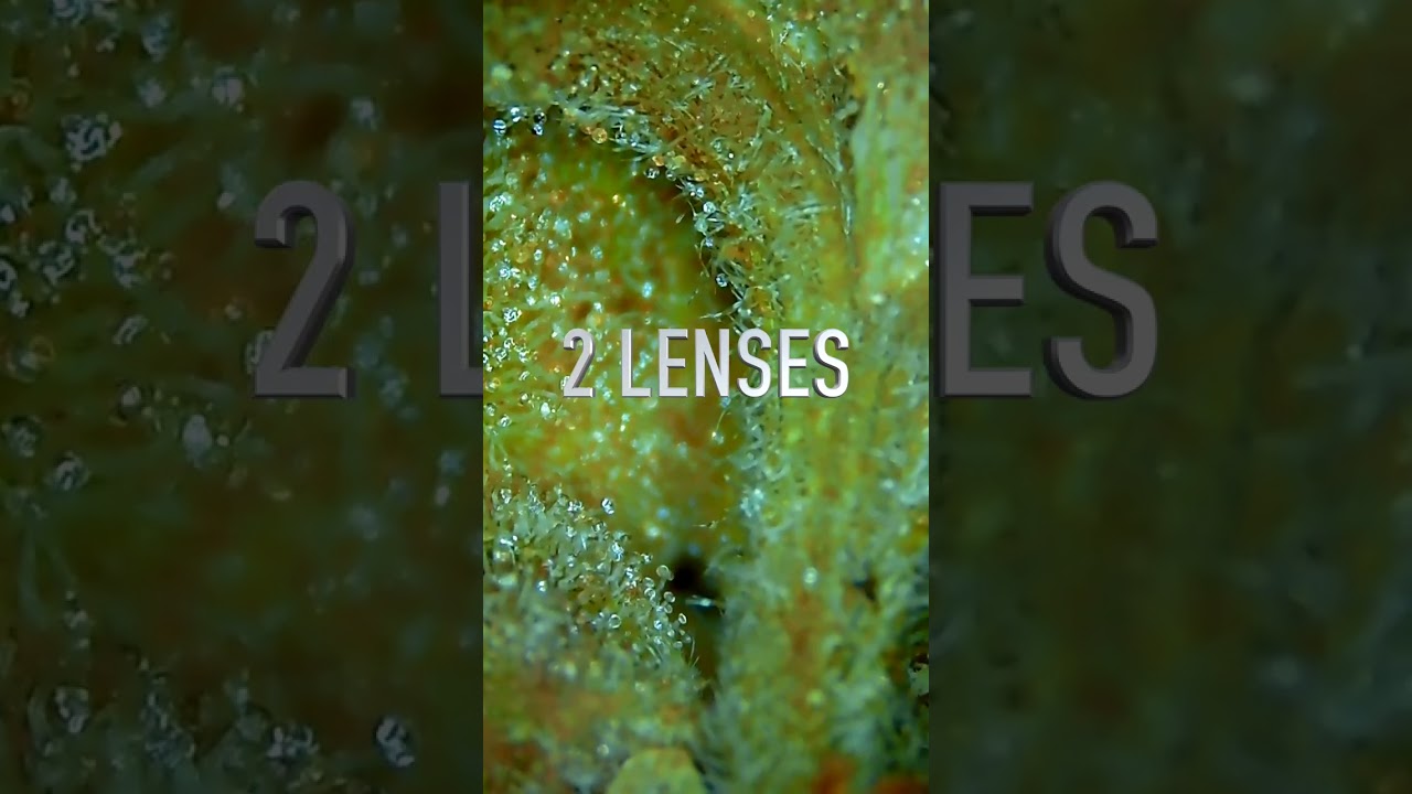 Discover The Hidden World of Cannabis