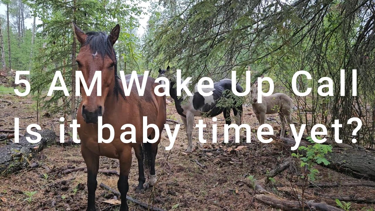 Our Horse Woke Me Up | Horses | Udder Changes Before Foaling