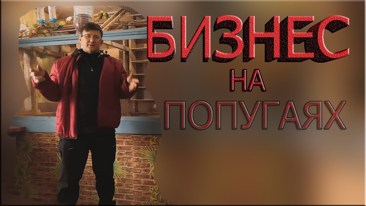 РАЗВЕДЕНИЕ ВОЛНИСТЫХ ПОПУГАЕВ.