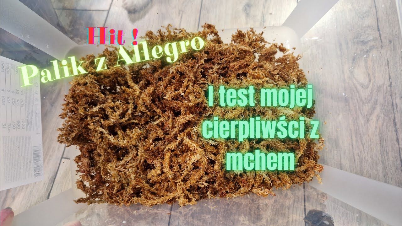 Palik z allegro i test mojej cierpliwości z mchem