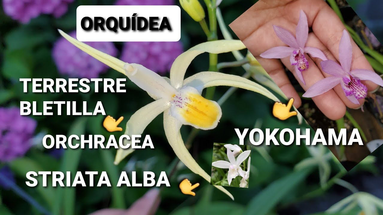 ORQUÍDEA BLETILLA,CULTIVO REPLANTE.