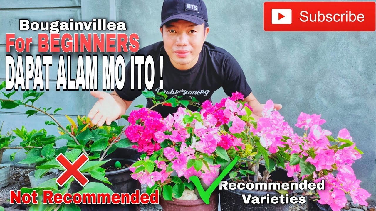 Anim (6) Na Bagay na  Dapat Malaman Bago Mag-alaga ng Bougainvillea