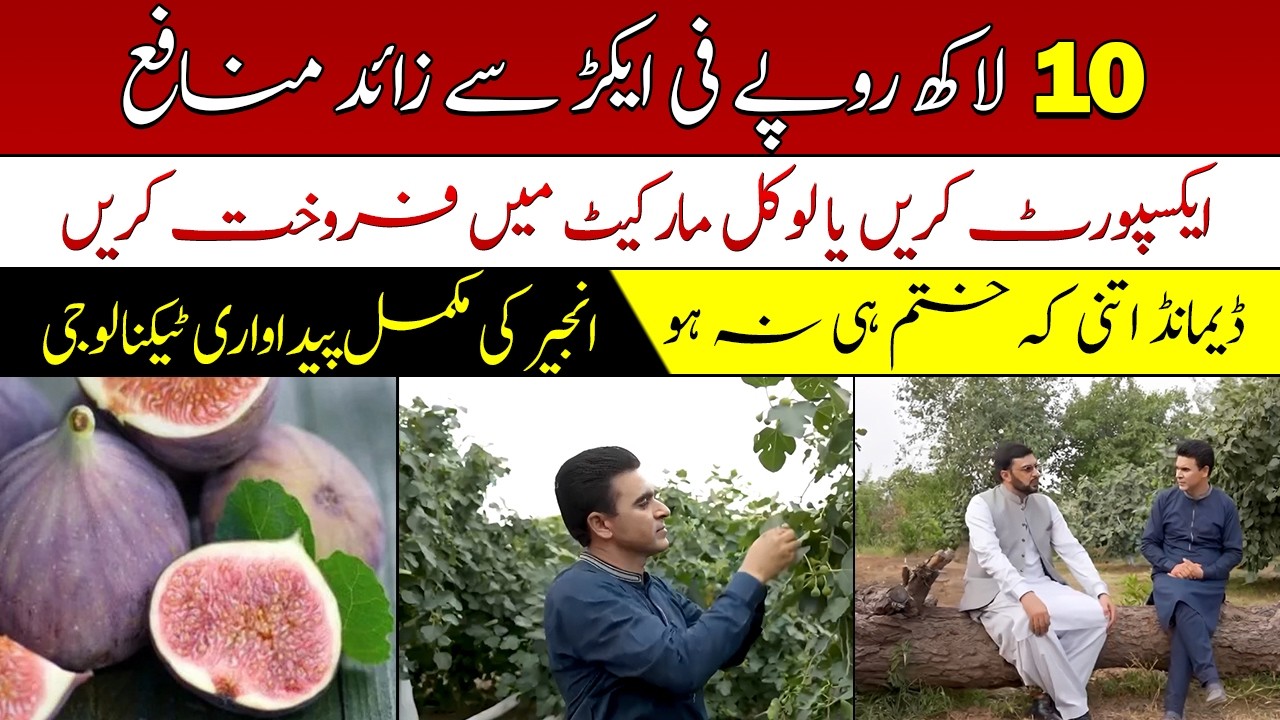 Fig farming in Pakistan| how to start a fig farming| انجیر کی کاشت کا طریقہ
