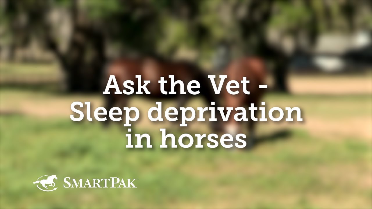 Ask the Vet - Sleep deprivation in horses