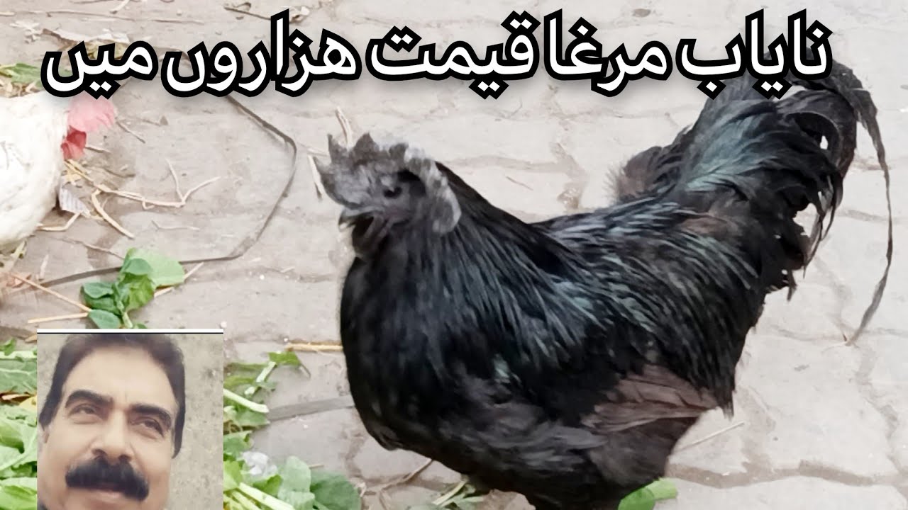 SPECIAL/ANTIQUE COCK/SILVER CROWN . ایسا مرغا شائد آپ نے کبھی نہ دیکھا. قدرت کا شاھکار ۔.سلور قلغی ۔
