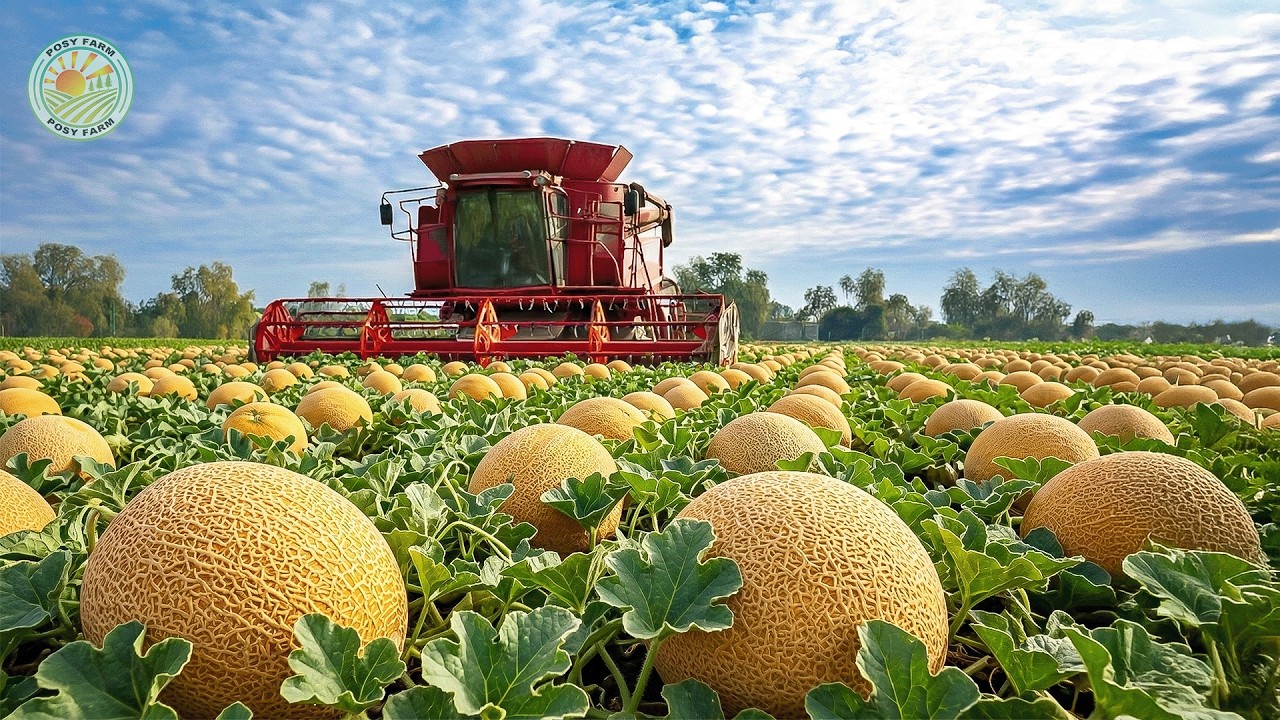 Как американские фермеры собирают и перерабатывают миллионы дынь таким способом | Изнутри выращив...