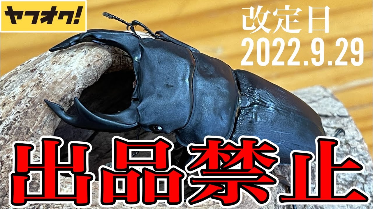 【オオクワガタ】悲報…ヤフオクでオオクワガタ出品禁止に!! ガイドライン改定でレッドリストの動植物は出品禁止になります!!