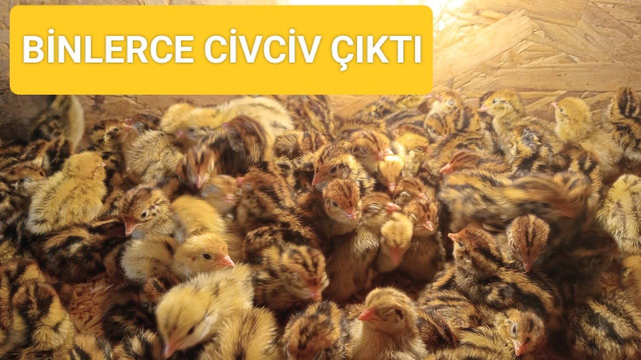 BILDIRCIN ÇIKIMINDA YAPILMASI GEREKENLER. ANAKUCAKLARI NASIL OLMALI?