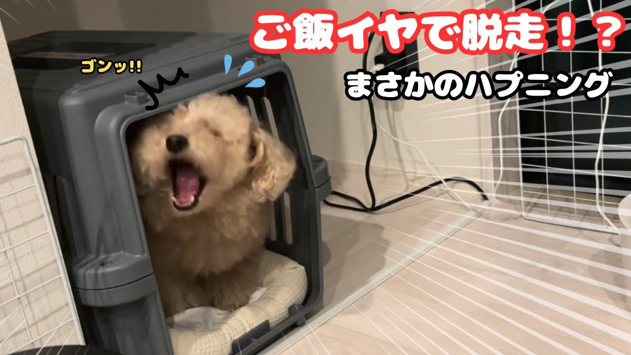 食べムラの激しいトイプードルが予想外の行動!? 飼い主も大爆笑【赤ちゃんと犬猫の日常】