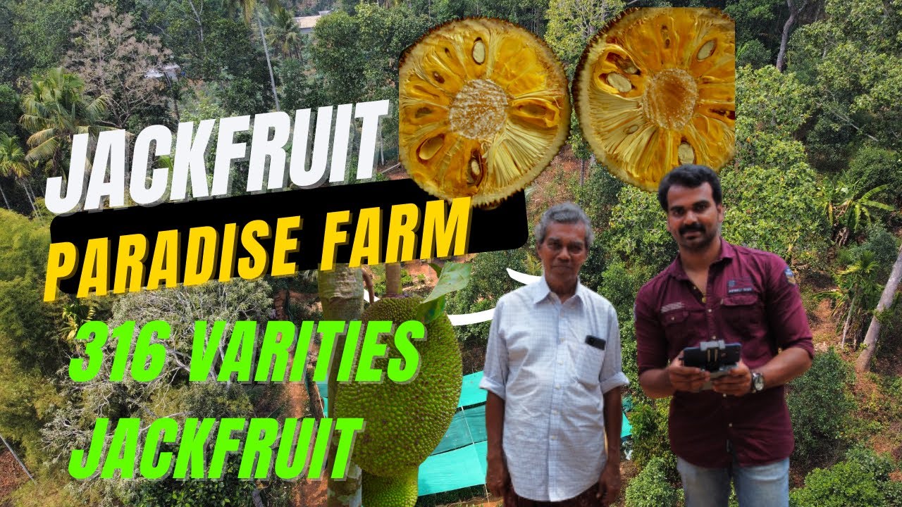 JACKFRUIT PARADISE FARM CHAKKAMPUZHA പറഞ്ഞാൽ തീരാത്ത തോമസ് ചേട്ടന്റെ ചക്ക വിശേഷങ്ങൾ