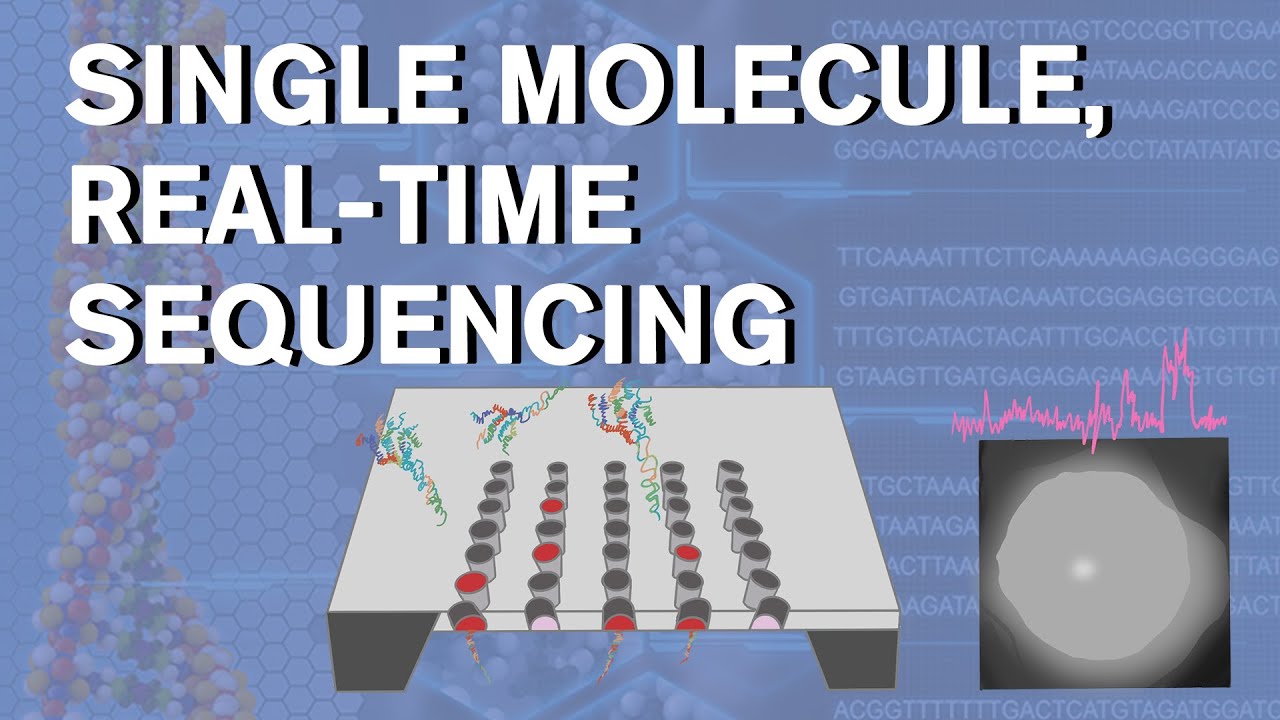 Single Molecule Real-Time sequencing Third-generation sequencing