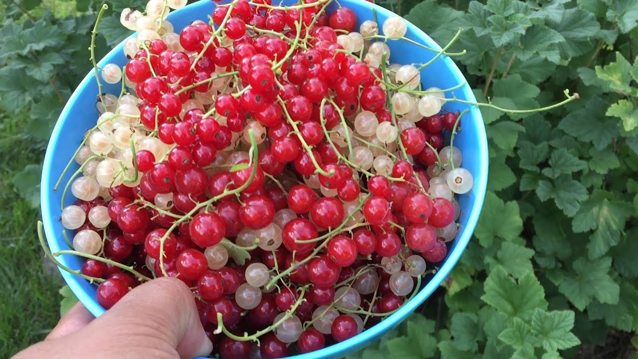 Harvesting Backyard Organic Currants on 4th of July