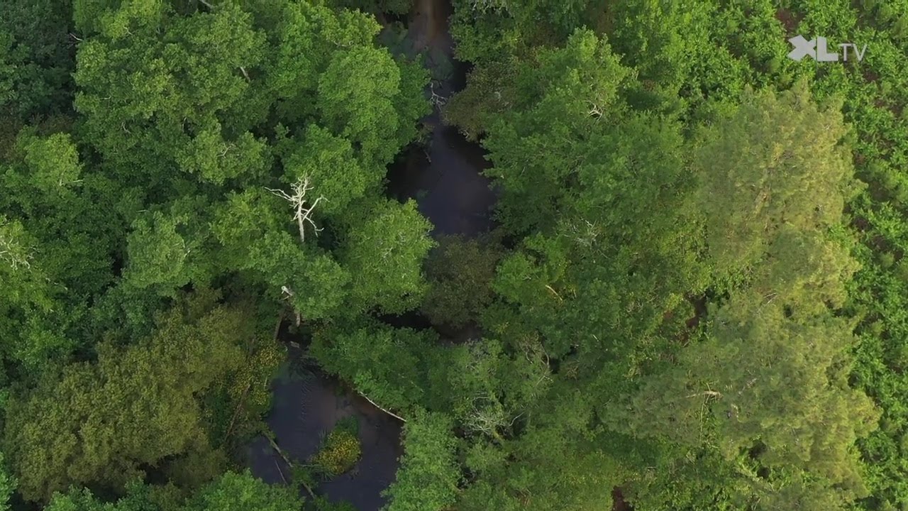 La Palue, un trésor caché au cœur des Landes
