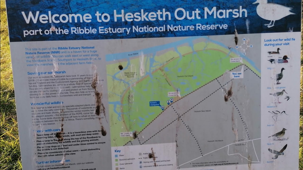 Hesketh Bank Marsh and Farmlands 5 mile circular walk. Cabbages, sunflower, cows, sheep and horses.