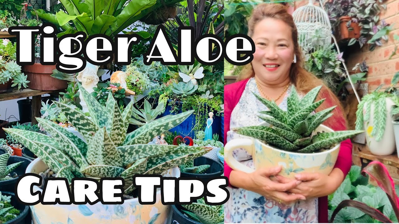 Succulents Arrangement How to Propagate Big Tiger Aloe and Care Tips