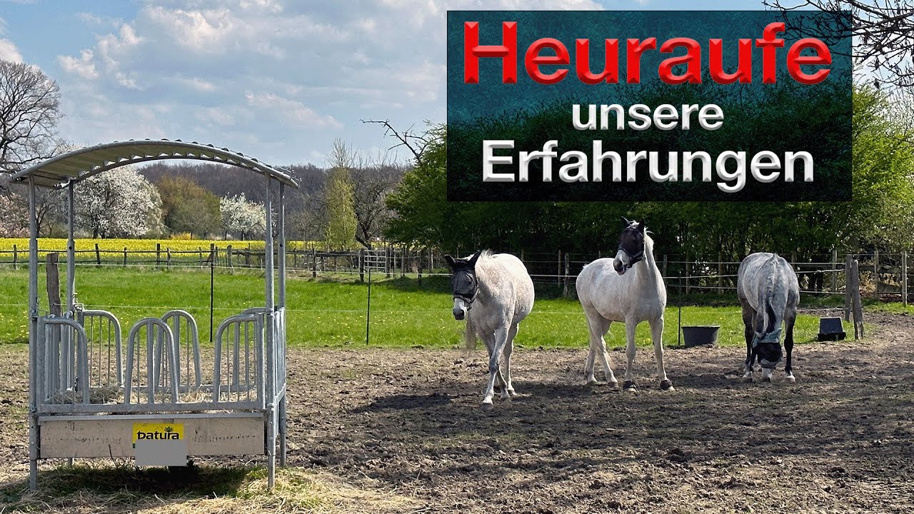 Heuraufe / Winterauslauf, unsere Erfahrung zur Nutzung, Auslauf f&uuml;r Pferde und Bewegung