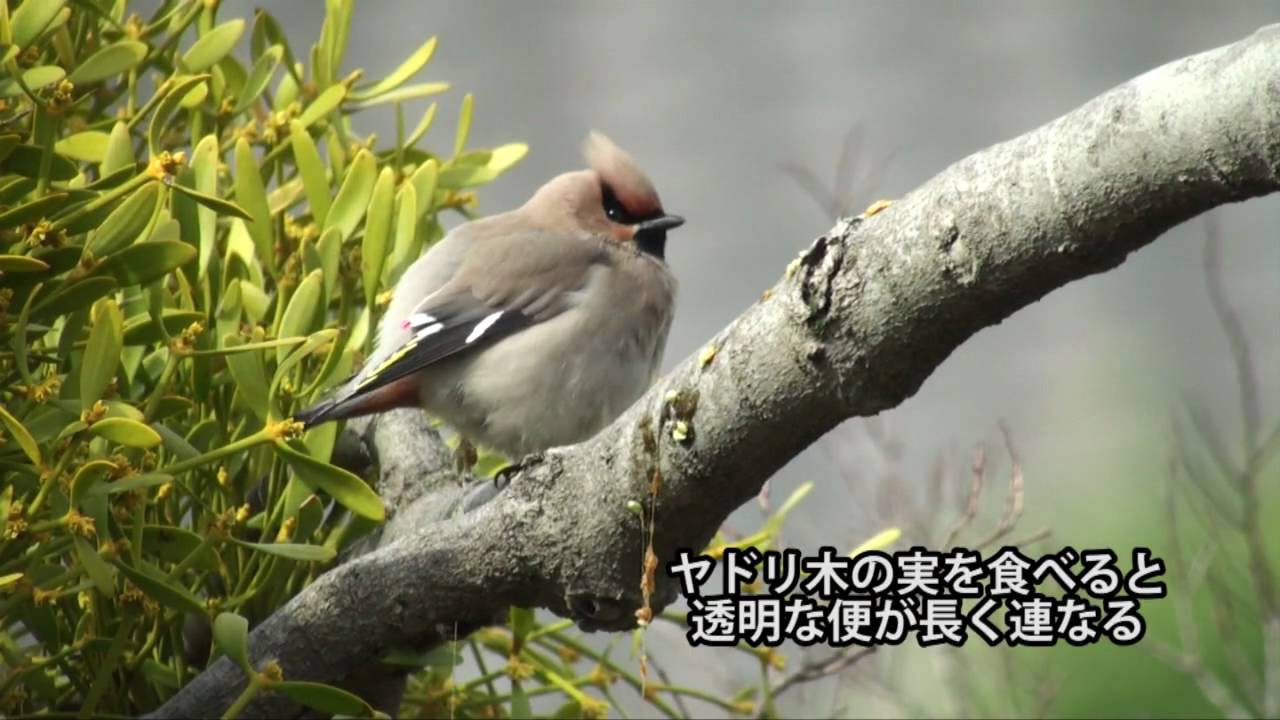 キレンジャクのウンチ Waxwing