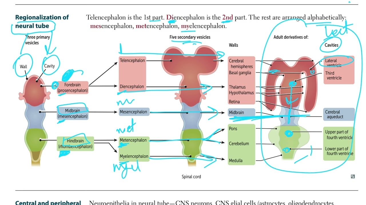 USMLE - Neuroanatomy 1/2 (USMLE Step 1)