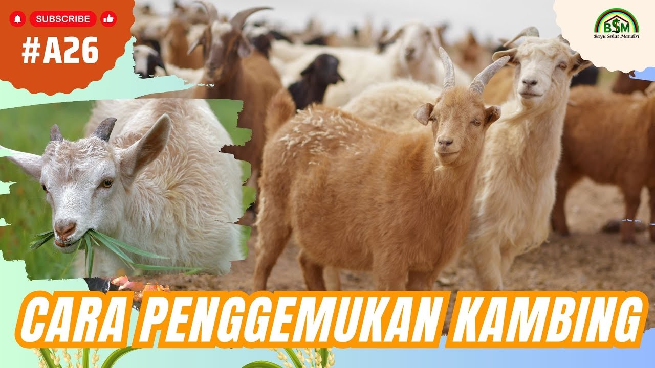 Bayu Diningrat ~ Begini Cara Penggemukan Kambing dengan Cepat