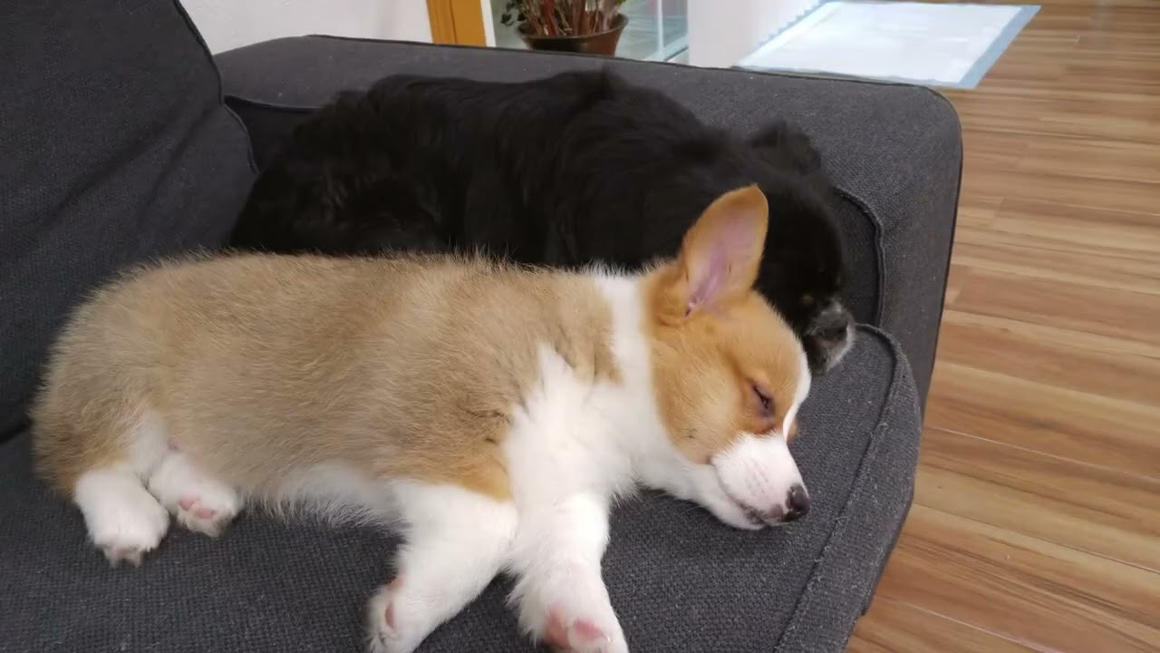 My Baby Corgi with Savannah
