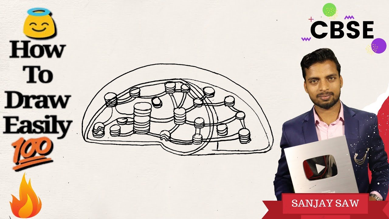 How to draw Chloroplast step by step for beginners !