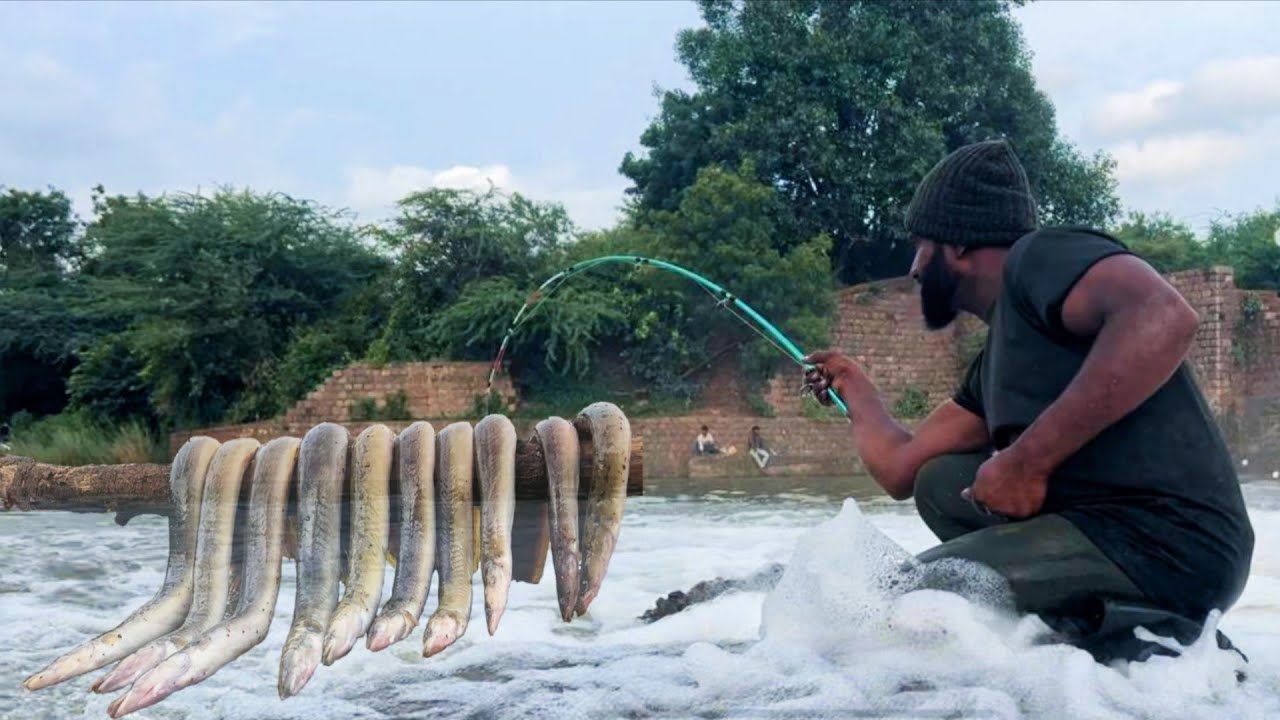 baam fishing techniques | big eel fish catching | best baam fishing techniques 