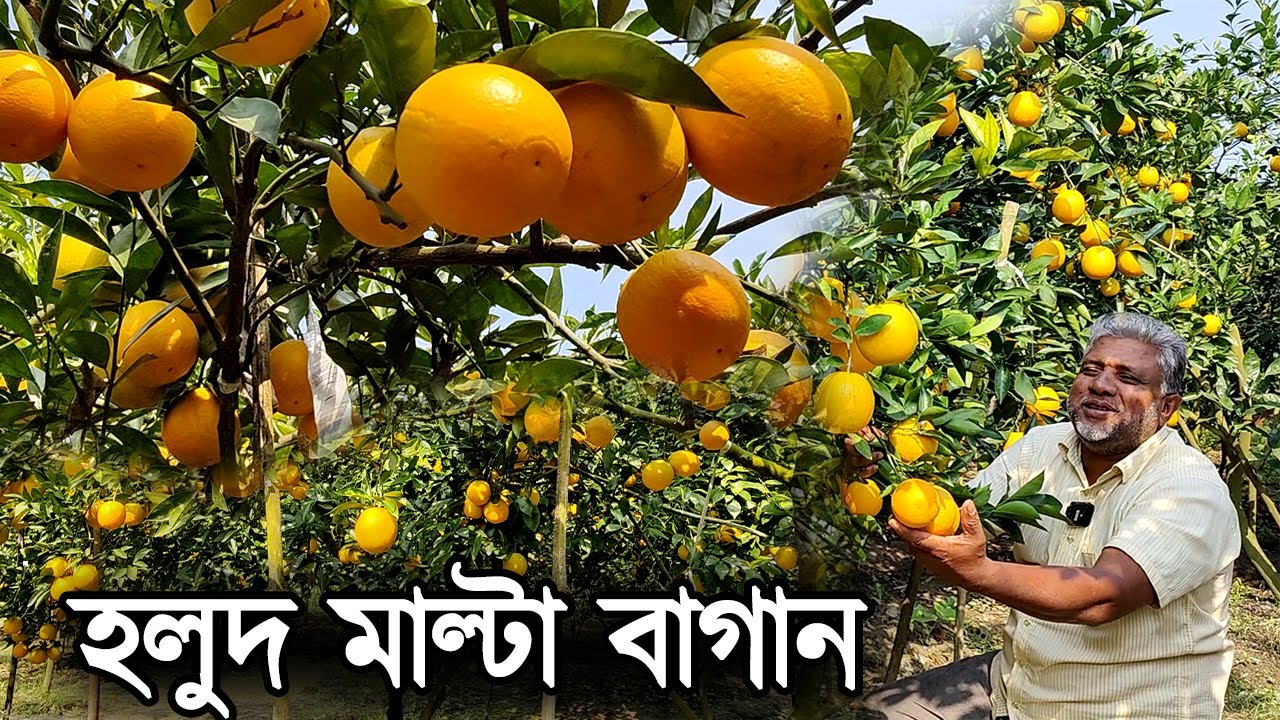 হলুদ মাল্টা বাগান।যশোরের তরুণ উদ্যোক্তার দেশি মাল্টা’র বাম্পার ফলন।বছরে আয় ৬ লক্ষ টাকা।Multa