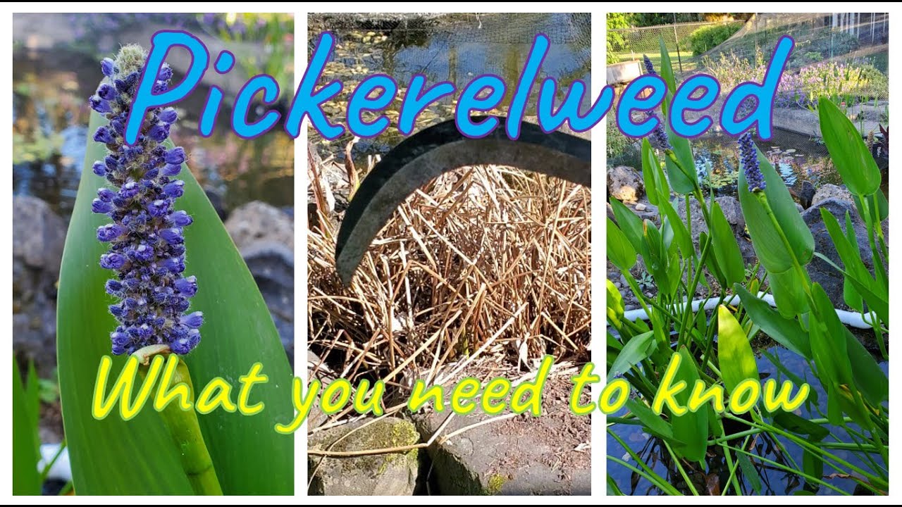 Pickerelweed 