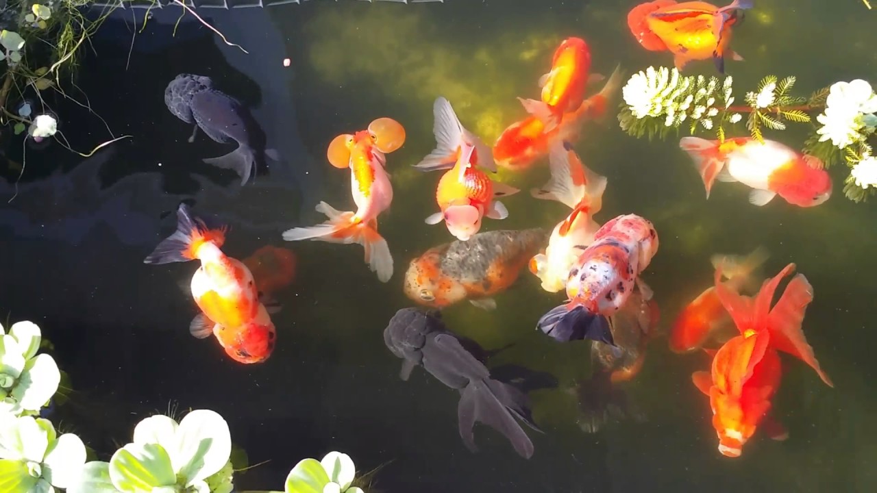 Fancy goldfish planted pond