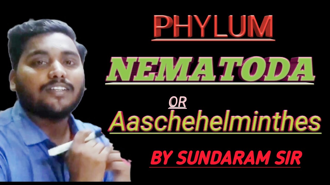 PHYLUM NEMATODA/ASCHEHELMINTHES