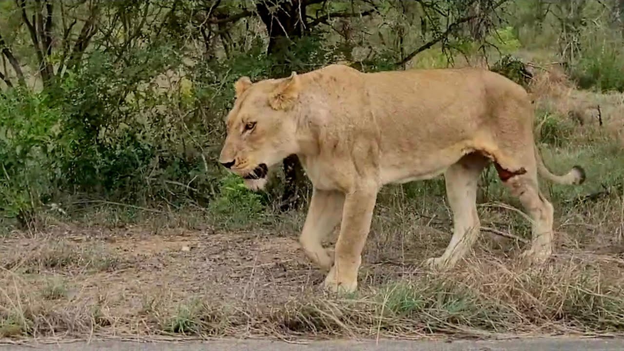 Kruger National Park day visit Ep - 03