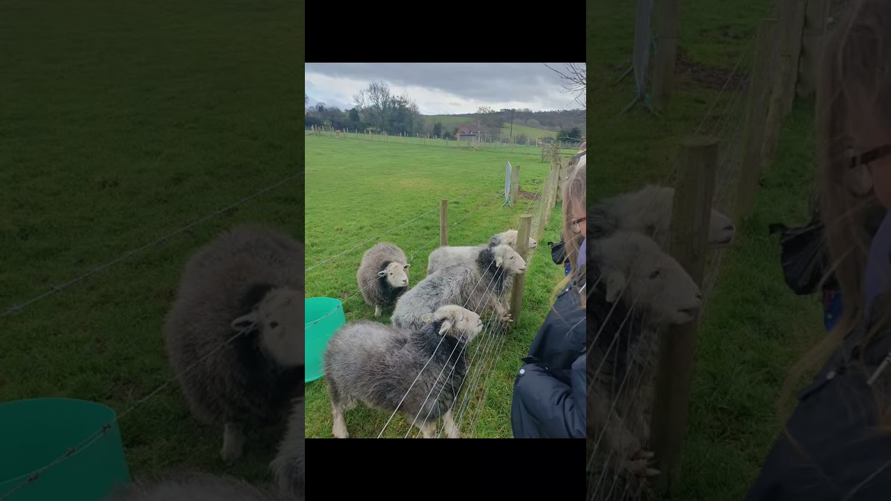Lizzies farm 