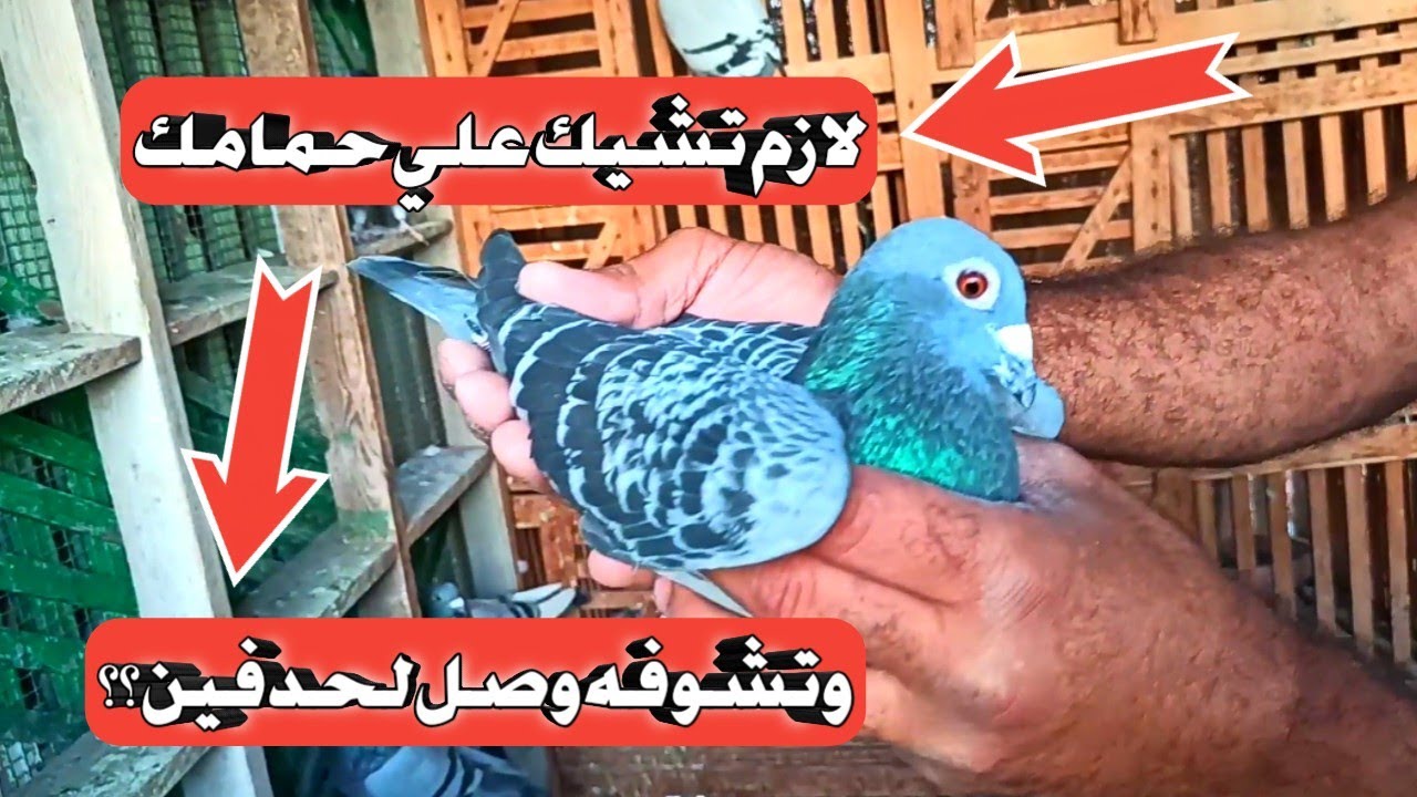 جوله عند الدكره (الحمام الزاجل) واحنا بنشيك عليها