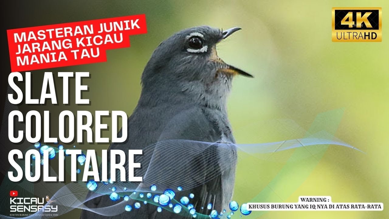 MASTERAN UNIK SUARA KRISTAL BURUNG SLATE COLORED SOLITAIRE - BIRD SONG