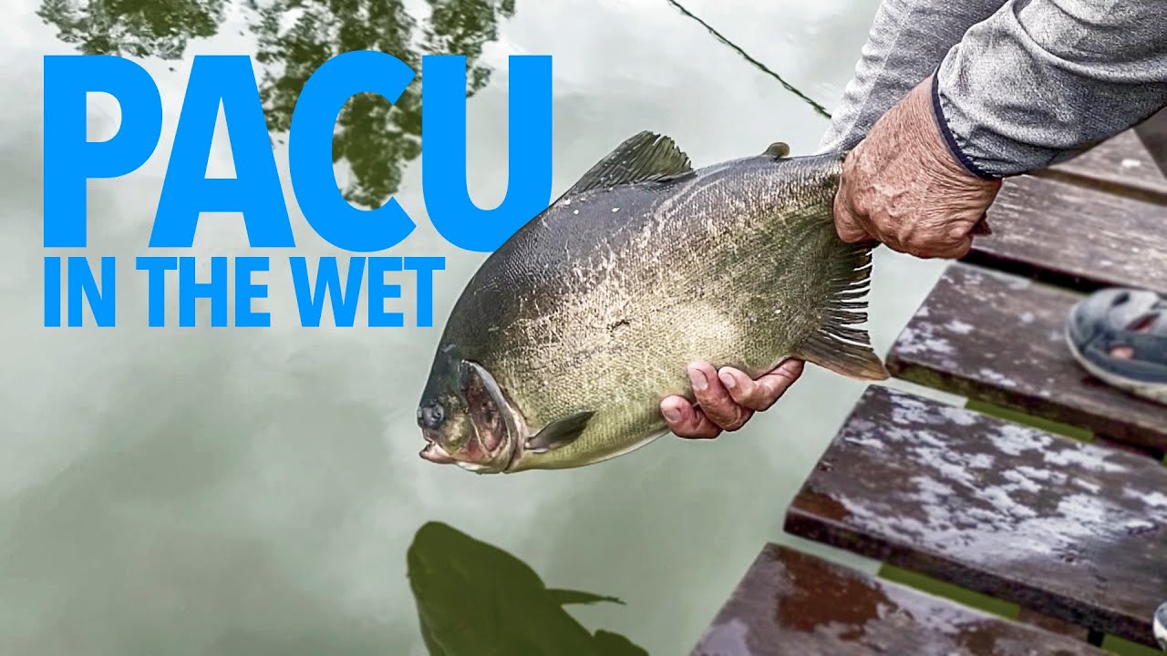Wet Day Pacu Fishing in Malaysia (Drone footage with DJI Mavic Mini)