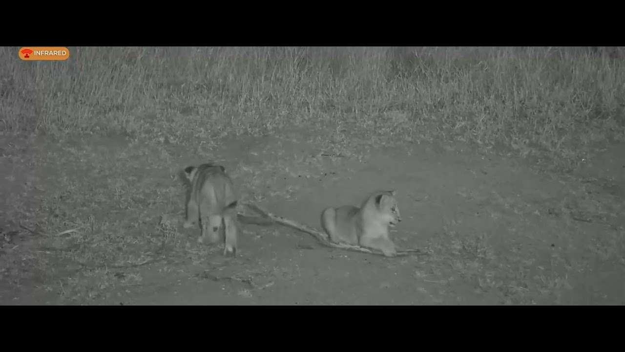 3 Nkuhuma Lionesses with 6 cubs