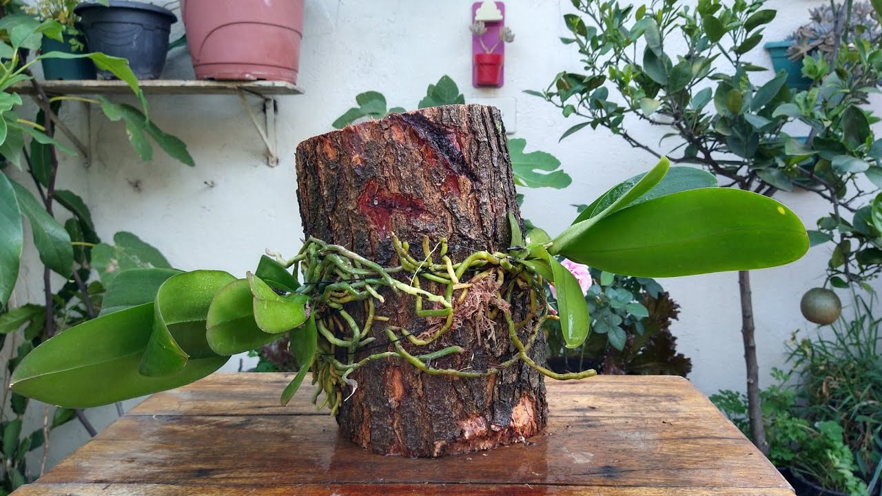 Como plantar Orquídea em tronco