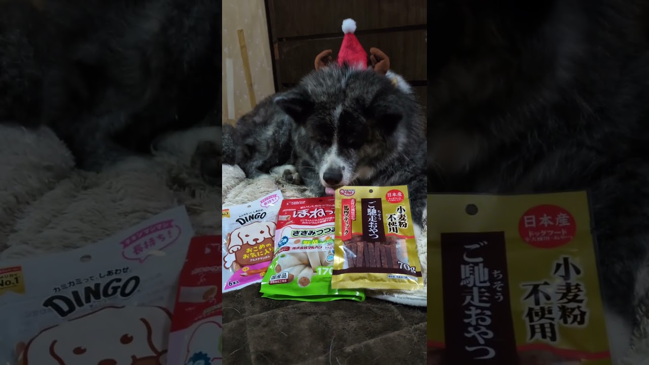 今夜のお出迎えさくらこさん🐺🐾🔥　