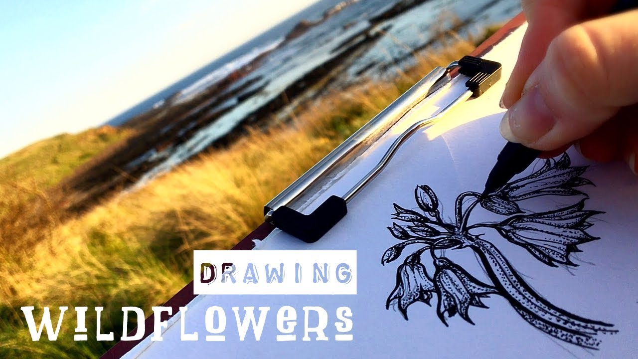 Drawing wildflowers with ink | Botanical Ink Illustration in stippling technique