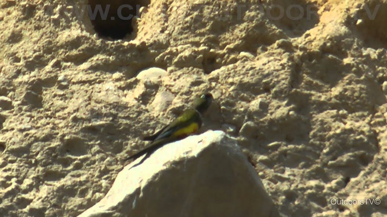 R&Iacute;O TENO - LOROS TRICAHUE
