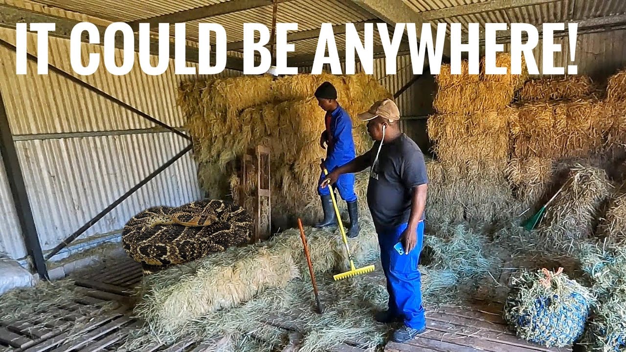 Puff Adder in a haystack...