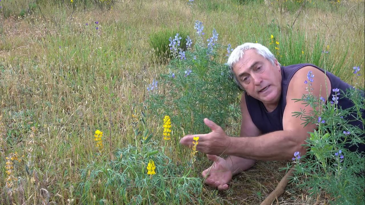 Chochos vs Altramuces: Descubre las diferencias entre Lupinus luteus y Lupinus angustifolius
