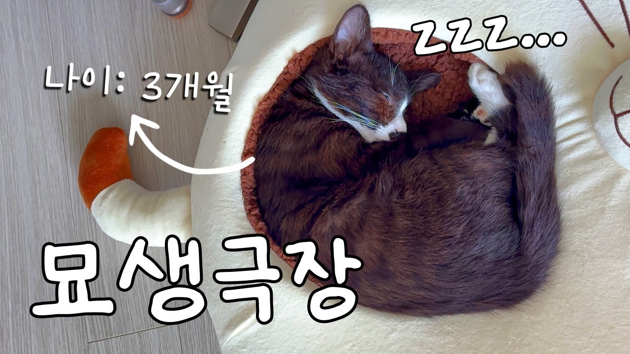 빙글빙글 돌아가는 3개월차 묘생극장