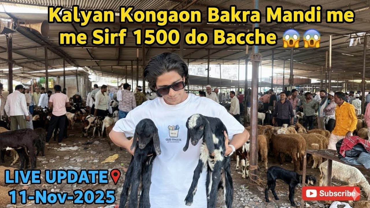 1500 Me Do Zabardast Bacche 😱 - Kalyan Kongaon Bakra Mandi