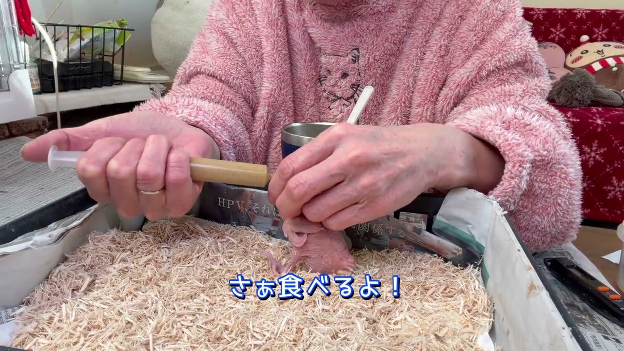 雛のおちりツンツンしてみたら怒られました